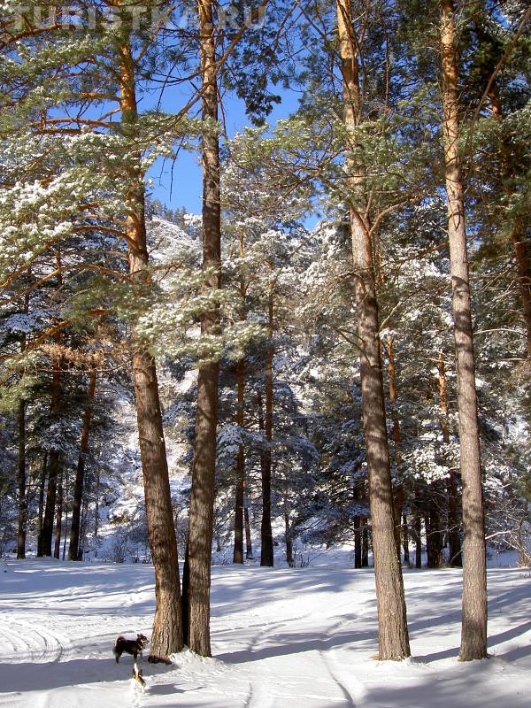 Аскатский бор памятник природы