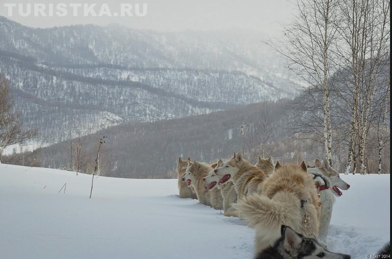 Гонки на ездовых собаках «АЛТАЙ-JАРЫШ»