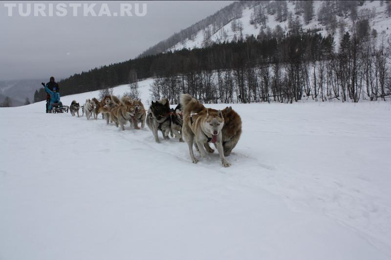 Гонки на ездовых собаках «АЛТАЙ-JАРЫШ»