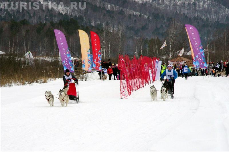 Гонки на собачьих упряжках «АЛТАЙ-JАРЫШ»