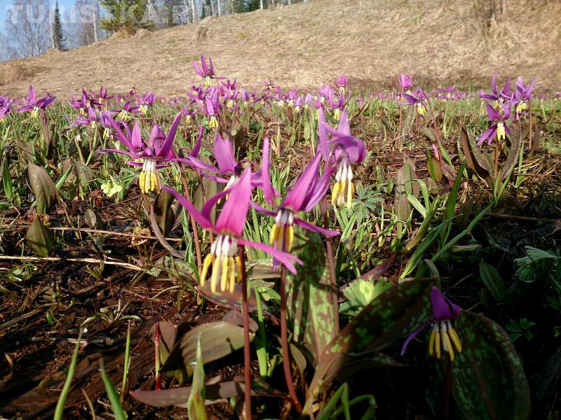 Кандык сибирский