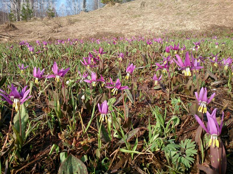 Кандык сибирский