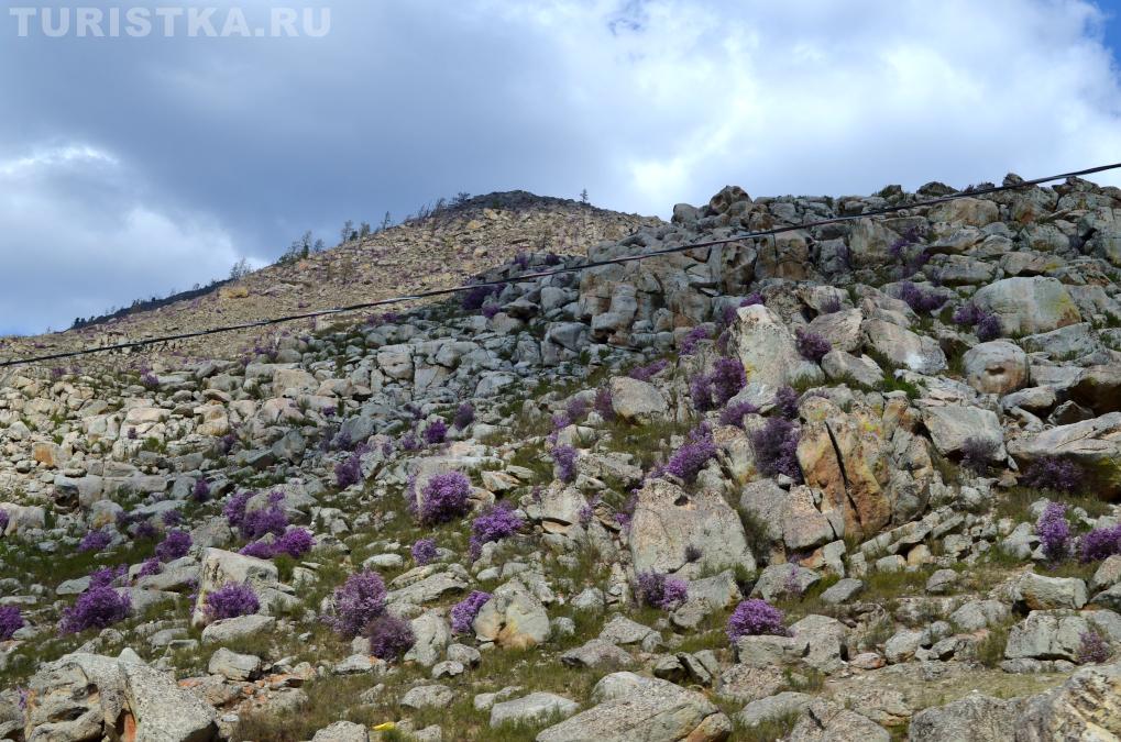 Цветущий маральник около Купчегеня