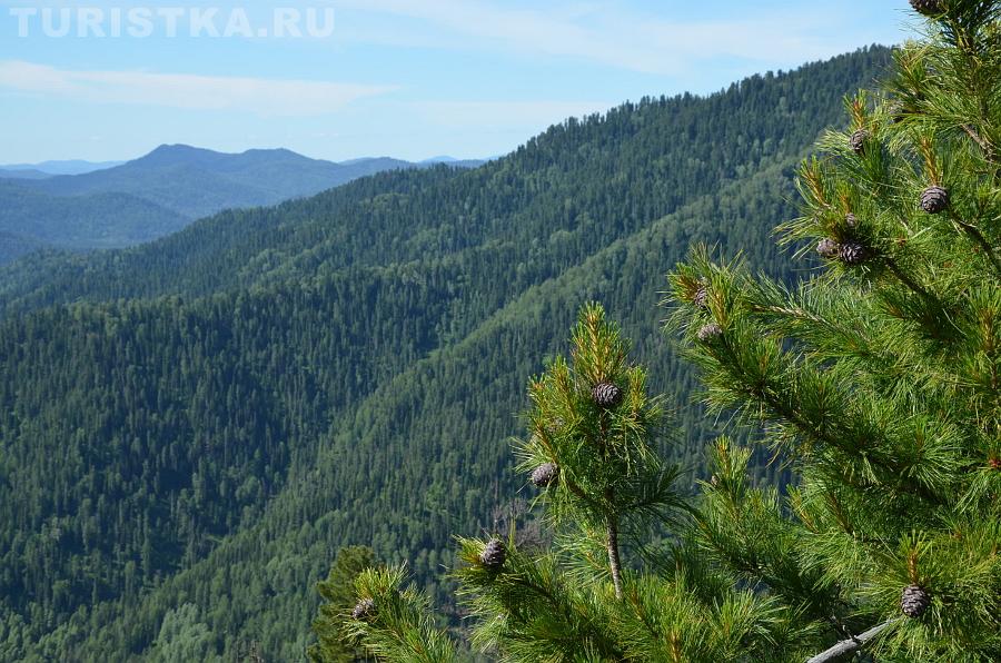 Кедр на верхней станиции подъемника