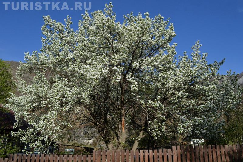 Яблони цветут,  2015 (село Еланда)