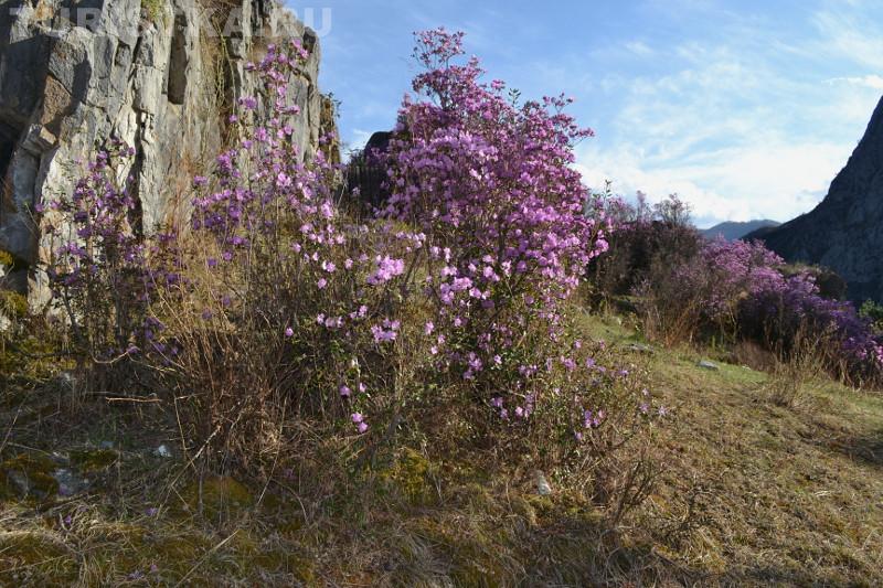 Цветение маральника 2015 (село Еланда)