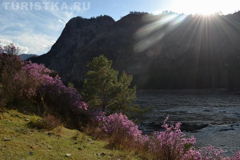 Цветение маральника 2015 (село Еланда)