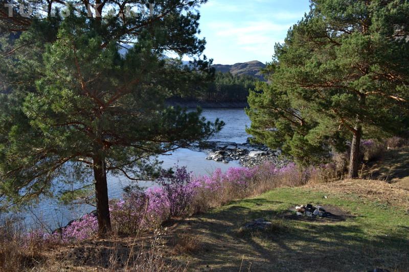 Цветение маральника 2015 в Чемальском районе