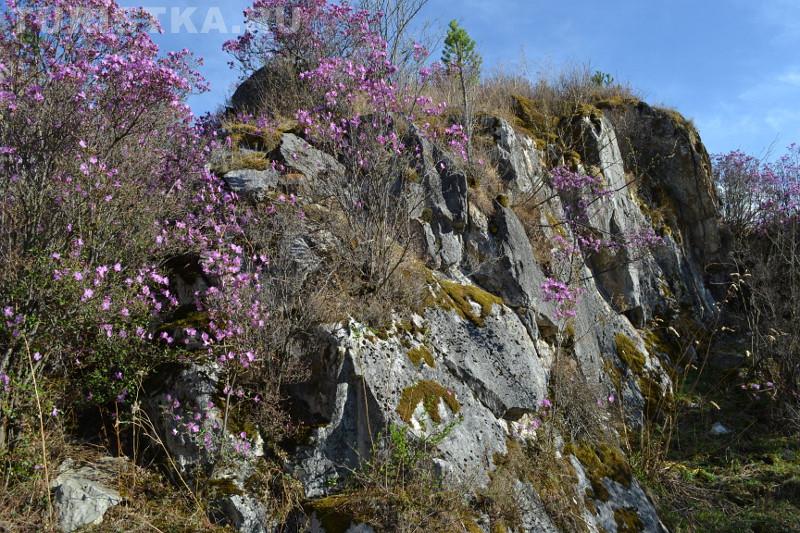 Цветение маральника 2015 в Чемальском районе