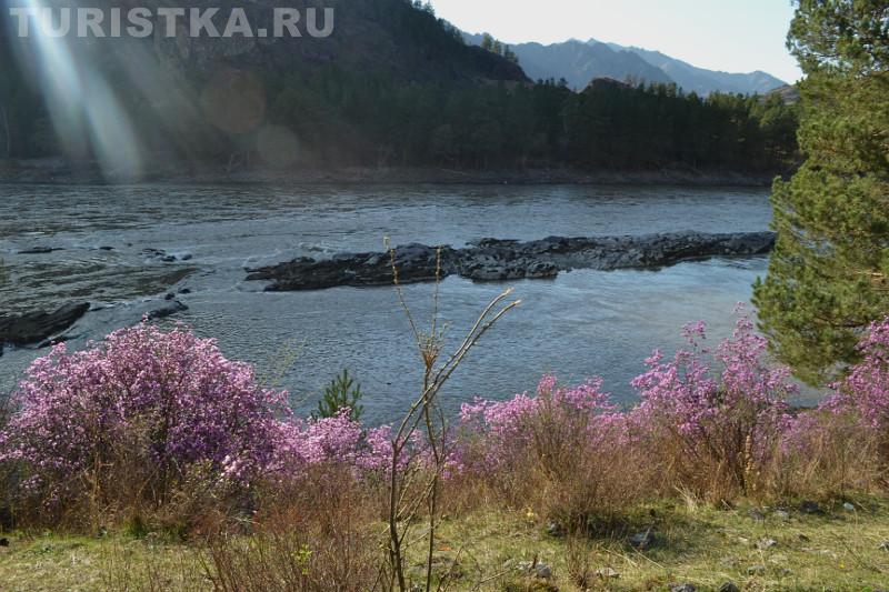 Цветение маральника 2015 в Чемальском районе