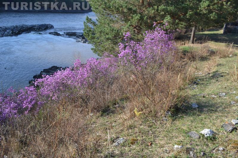 Цветение маральника 2015 в Чемальском районе