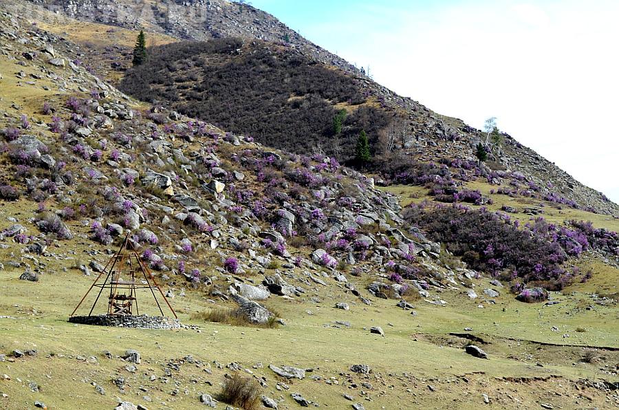 Цветение маральника в горах перед селом Купчегень за Чике-Таманом