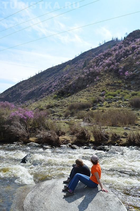 Сказочные сиреневые горы, цветет маральник 2015
