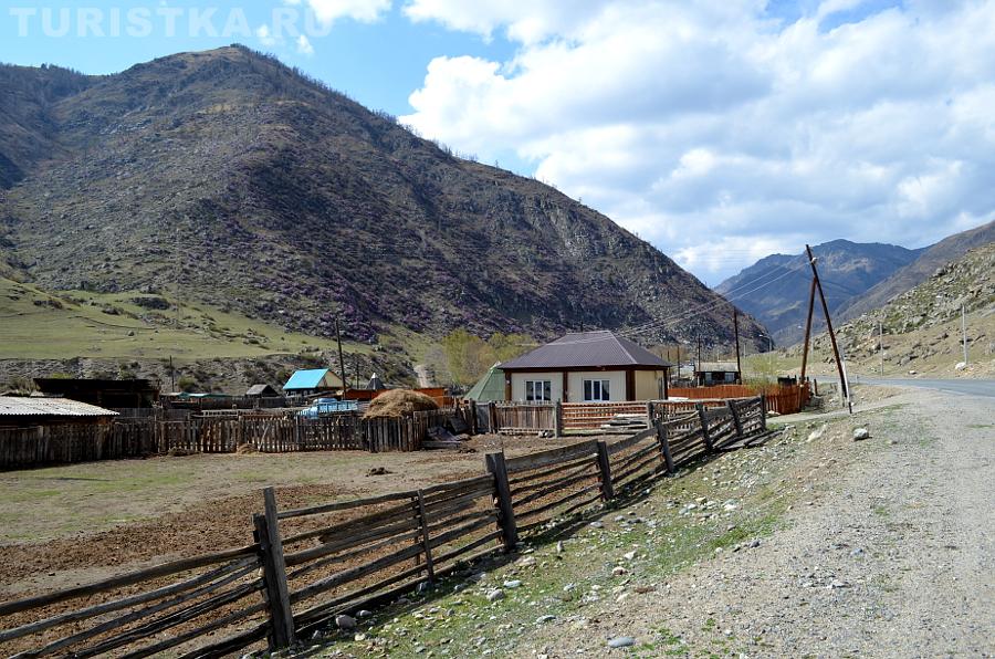 Розовые от цветущего маральника склоны гор в с. Купчегень