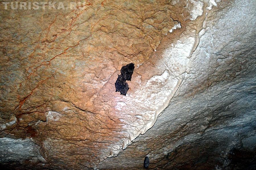 Летучие мыши