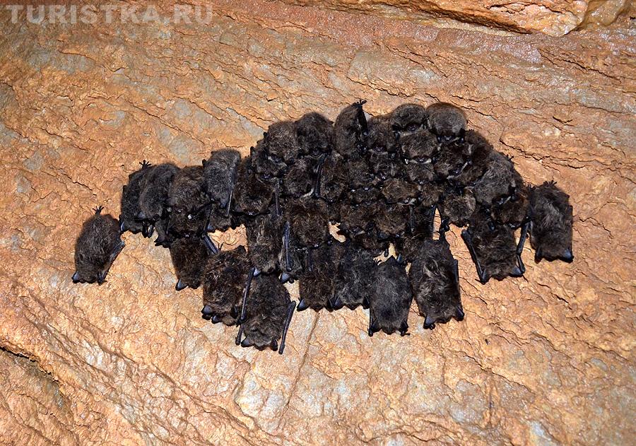 Колония летучих мышей