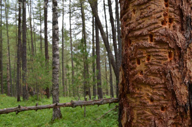 Озеро Арыгем как добраться