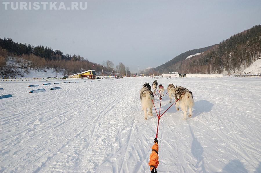Гонки на собачьих упряжках «По седому Алтаю»