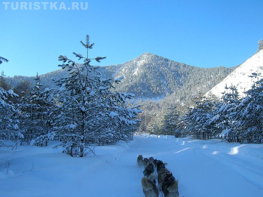 Гонки на собачьих упряжках «По седому Алтаю»
