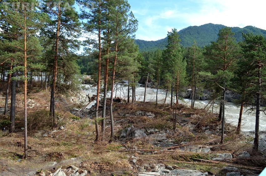 Поваленные деревья около Аскатского моста 