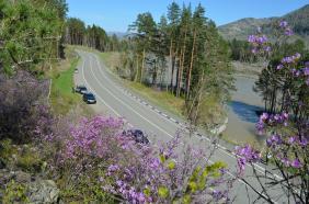 Отдых на Алтае : Цветение маральника, около Бирюзовой Катуни