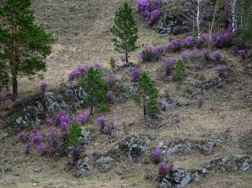 Отдых на Алтае : Цветение маральника, Чемальский район