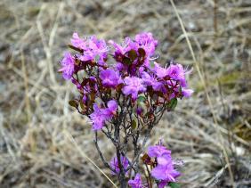 Отдых на Алтае : Цветение маральника, Чемальский район