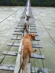 Хозяйка скомандовала  Вперёд!, надо идти, главное вниз не смотреть ...<br><br>Место съемки:  Белобомской мост