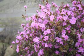 Алтай Цветение маральника 2021