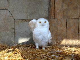 Горный Алтай : Курорт Манжерок : Полярная сова рядом с кафе Дом шамана на Тропе мысли