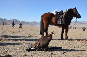 Фестиваль охотников беркутчи в Монголии
