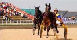 Фестиваль Цветение маральника в Белокурихе