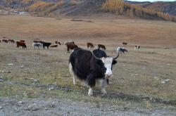 Горный Алтай : Золотая осень на Алтае : Сарлыки и коровы