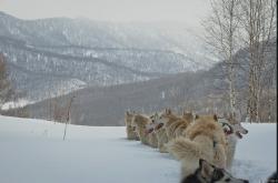 Гонки на ездовых собаках «АЛТАЙ-JАРЫШ»