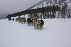 Гонки на ездовых собаках «АЛТАЙ-JАРЫШ»
