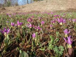 Кандык сибирский в Горном Алтае