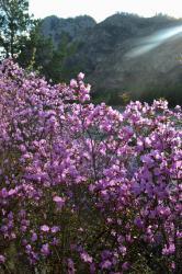 Цветение маральника 2015 вблизи села Еланда