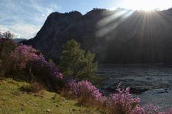 Цветение маральника 2015 вблизи села Еланда