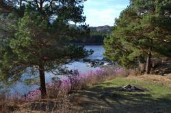 Цветение маральника 2015 вблизи села Еланда