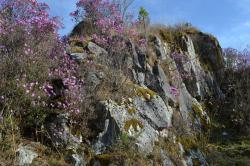 Цветение маральника 2015 вблизи села Еланда