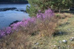 Цветение маральника 2015 вблизи села Еланда