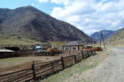 Горный Алтай : Цветение маральника : Розовые от цветущего маральника склоны гор в с. Купчегень