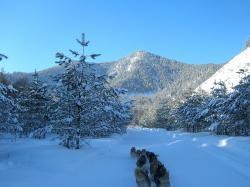 Горный Алтай : Интересное на Алтае : Гонки на собачьих упряжках «По седому Алтаю»
