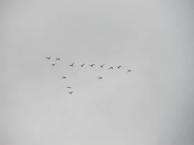 Перелет лебедей на праздник Покрова