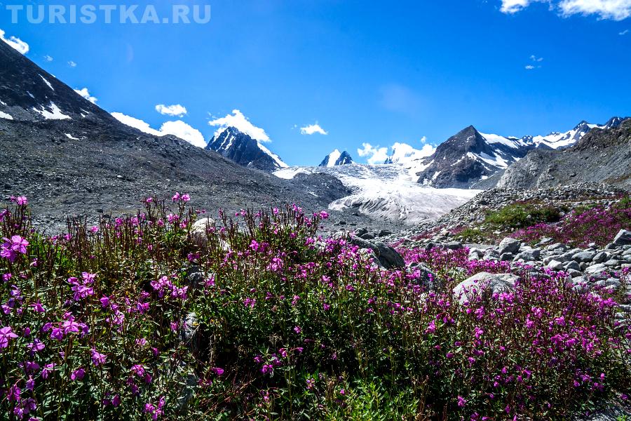 Иван-чай растет ококло Софийского ледника