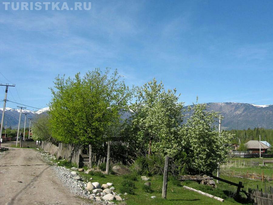 Улица в селе Мульта