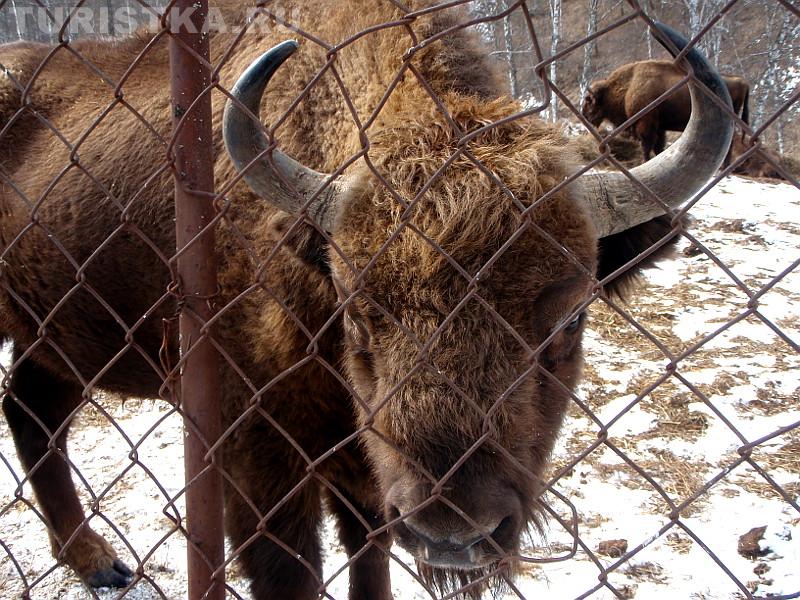 Самец зубра