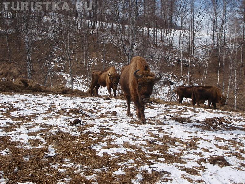 Зубры зимой