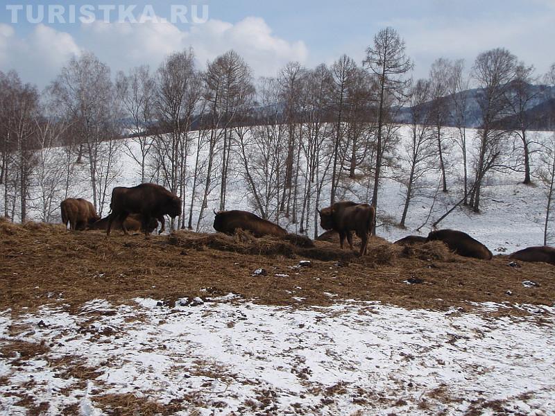 Зубры зимой