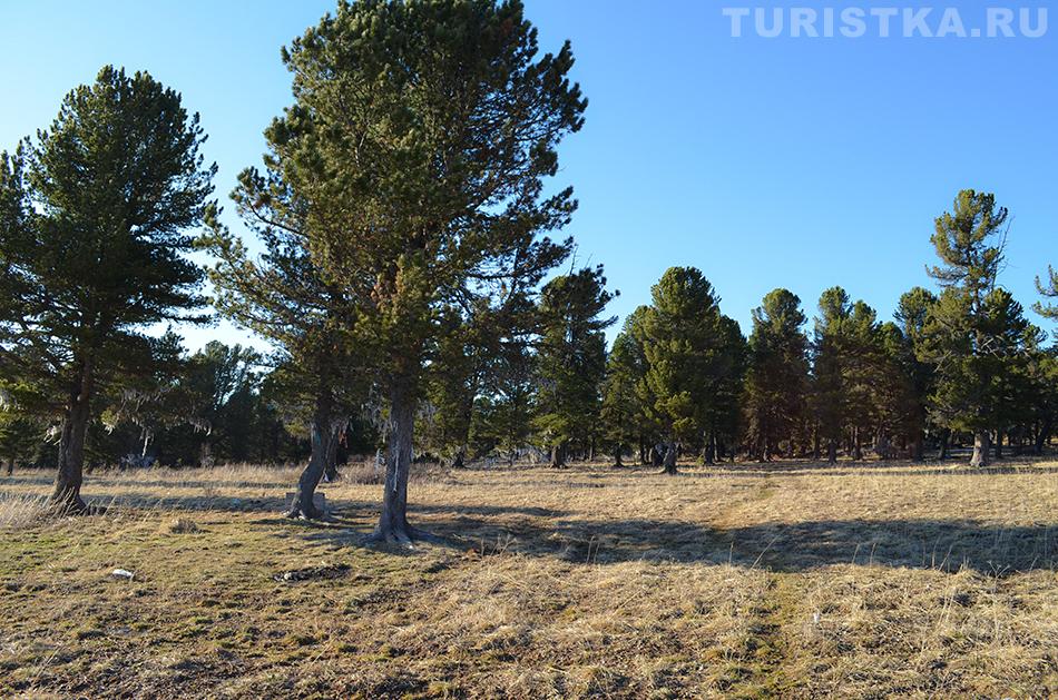 Кедры на Семинском перевале